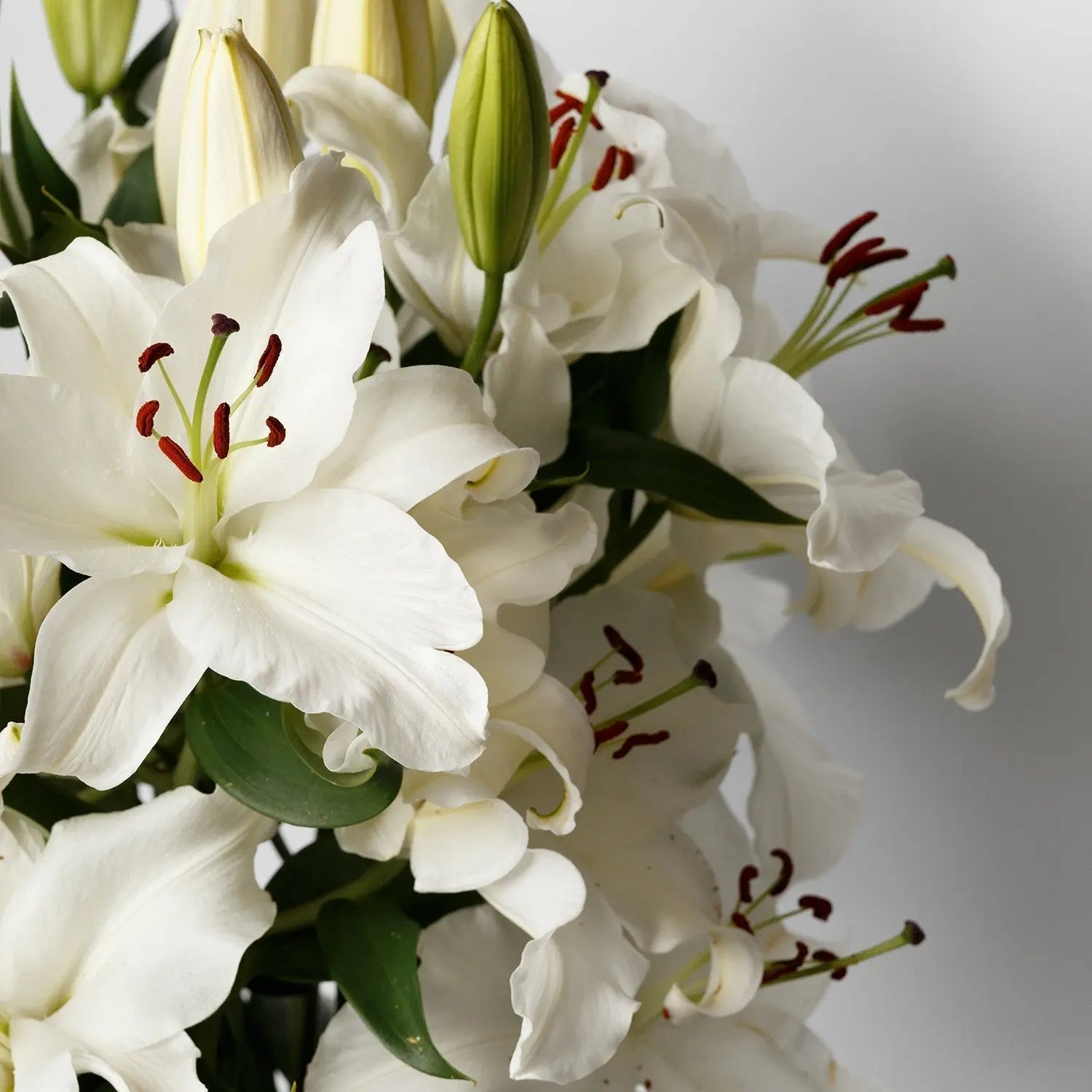 Best Sympathy Flowers to Send in Canada