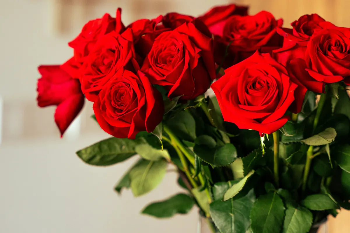 Red roses symbolizing love, passion, and romance