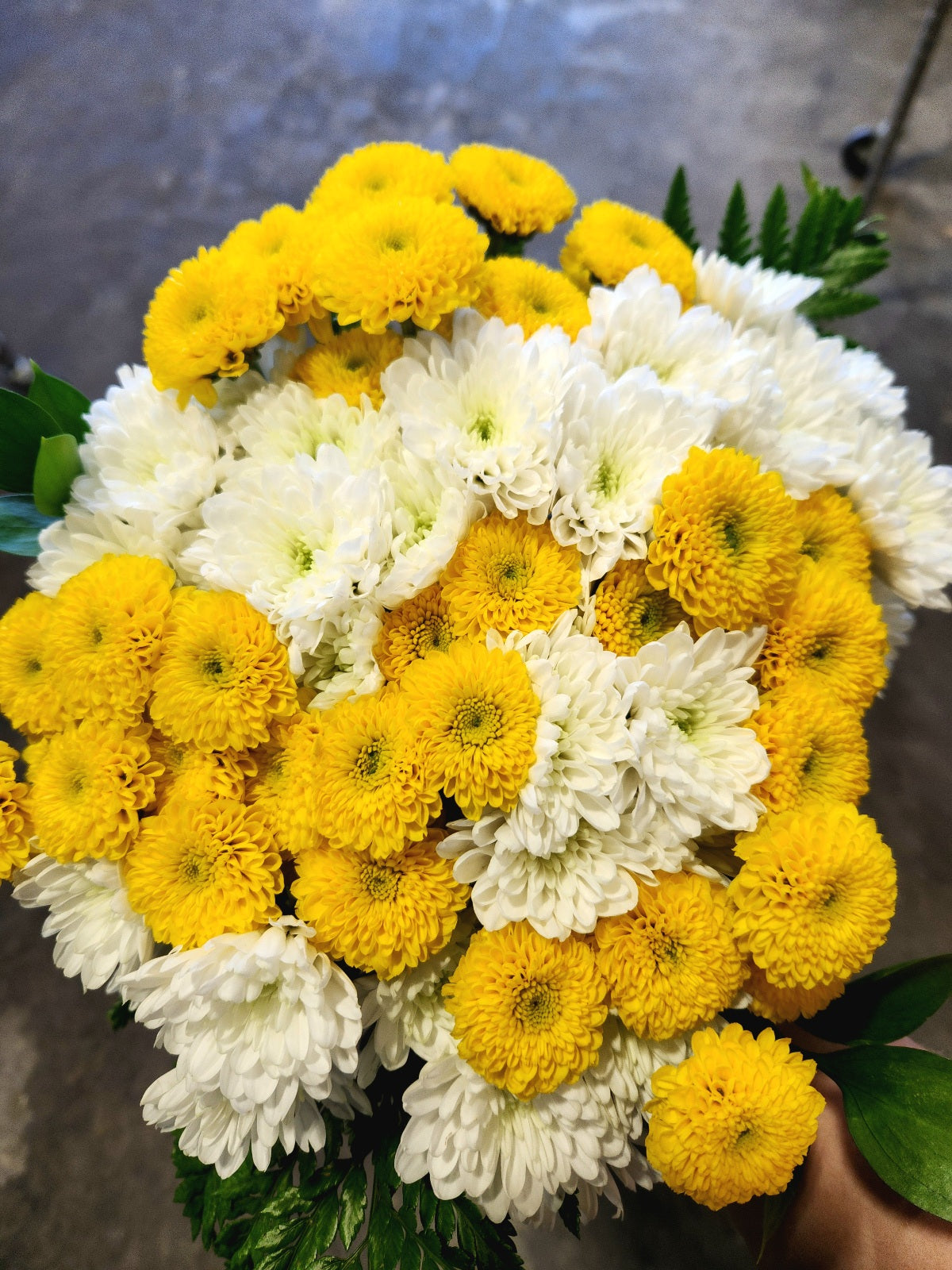 Classic Yellow & White Daisies Florist.ca