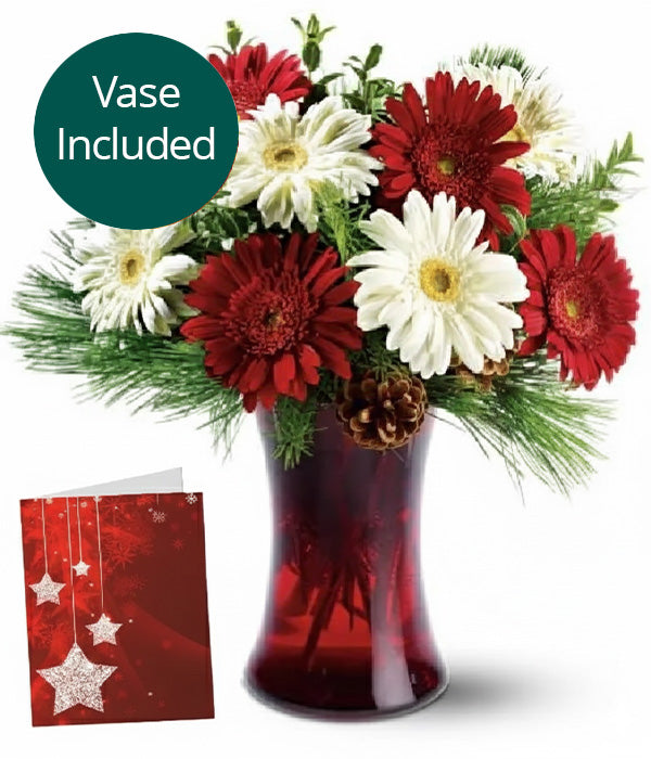 Christmas Stars Bouquet with red and white gerbera daisies and vase