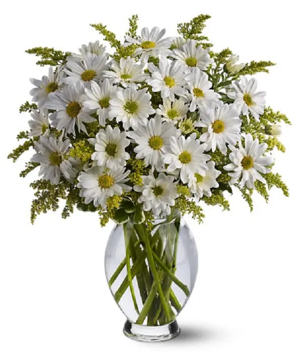 Classic White Daisies Florist.ca