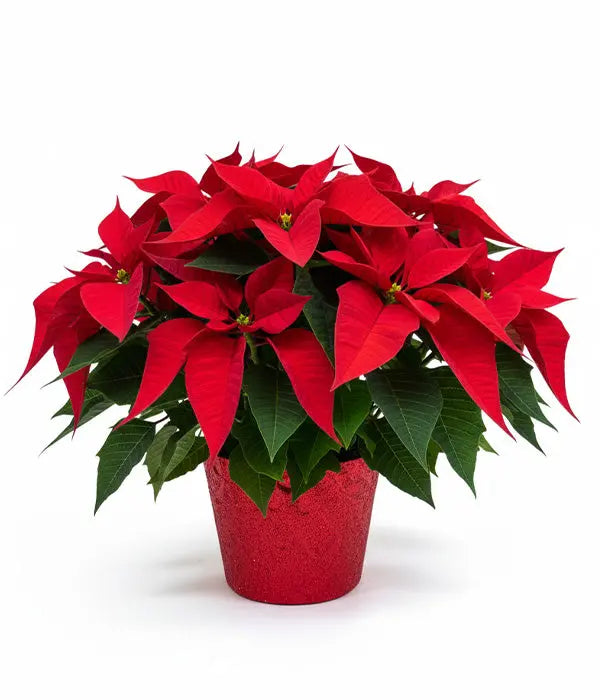 Deluxe Poinsettia Basket Florist.ca