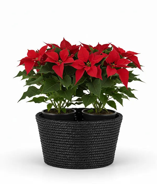 Elegant Poinsettia Basket Florist.ca