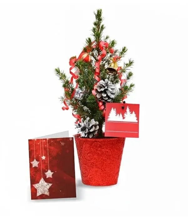 Live Mini Christmas Tree I Florist.ca