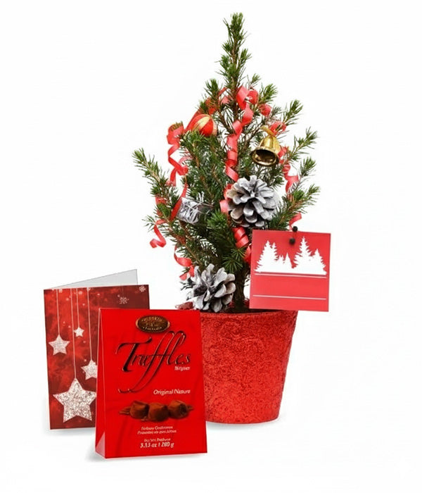 Live Mini Christmas Tree II