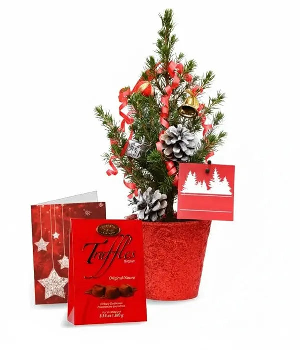 Live Mini Christmas Tree II Florist.ca