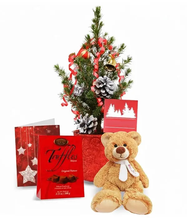 Live Mini Christmas Tree IV Florist.ca