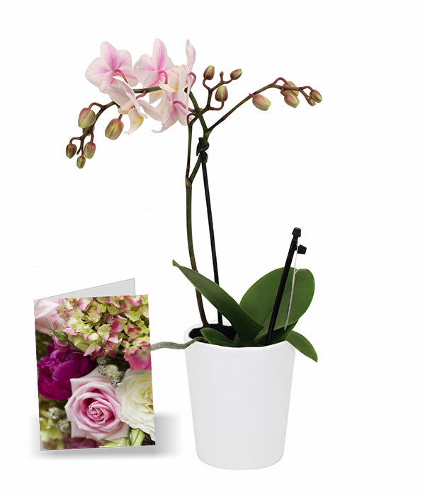 Phalaenopsis Potted Orchid with Card Florist
