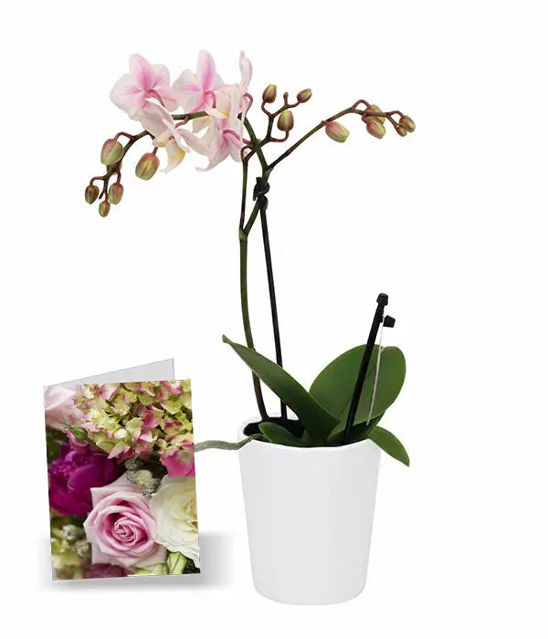 Phalaenopsis Potted Orchid with Card Florist