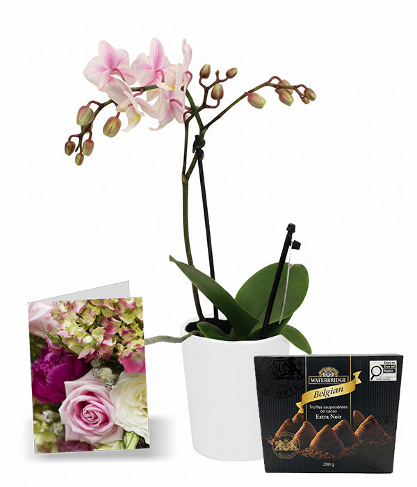 Phalaenopsis Potted Orchid with Card & Truffles Florist