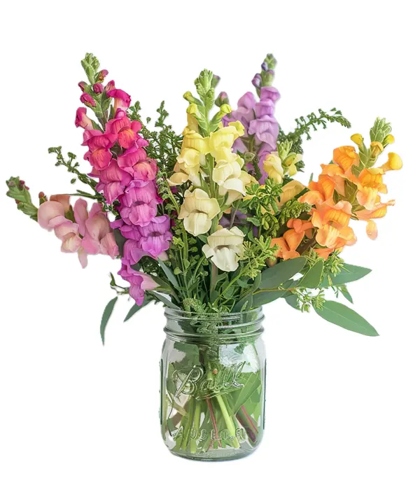 Super Snapdragons in Mason Jar Florist.ca