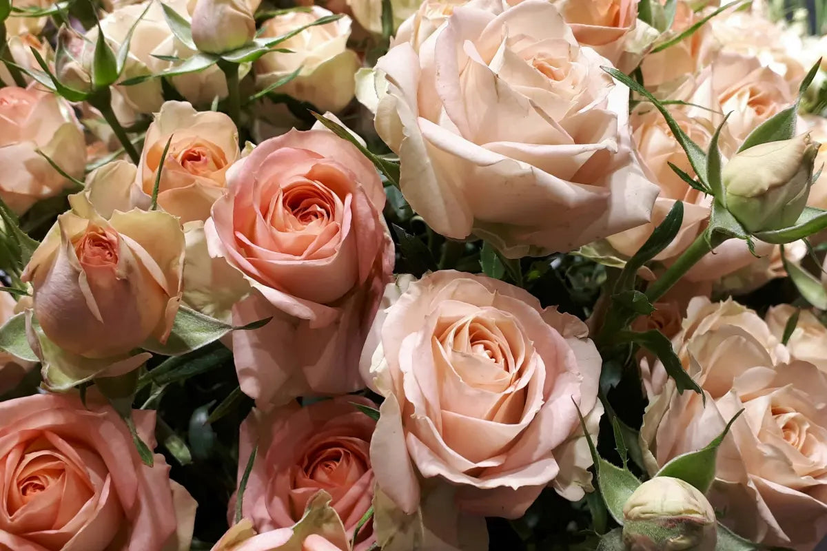 Pink roses symbolizing gratitude, admiration, and gentle love