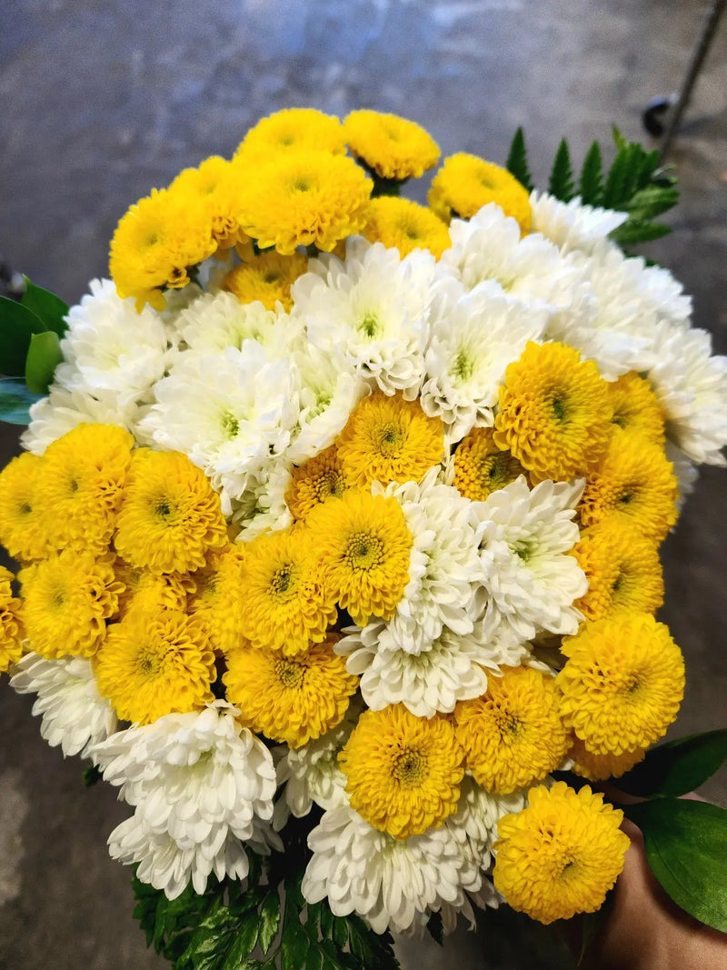 Daisies | Daisy Flowers | Florist.ca