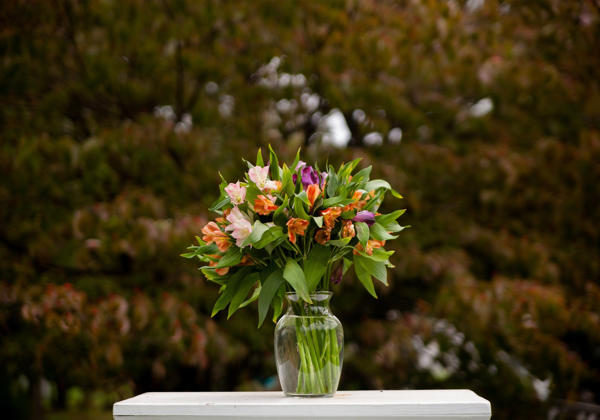A bouquet of purple, orange and pink alstroemeria sit in a glass vase outside.