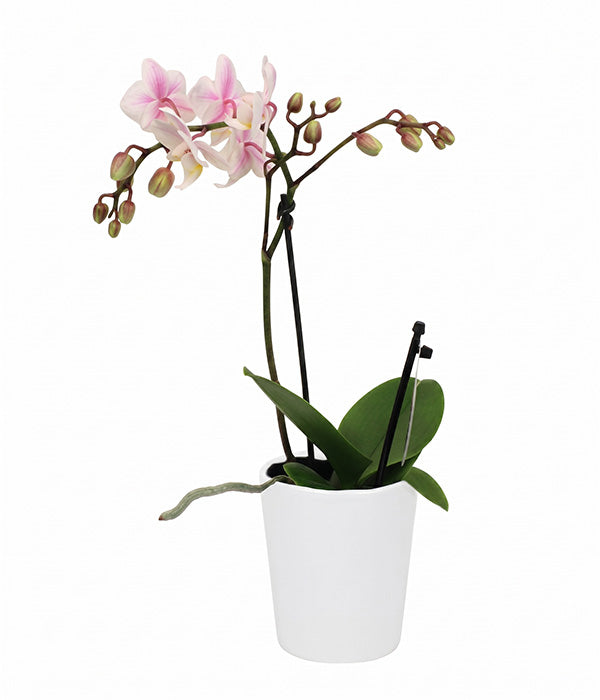 Phalaenopsis Potted Orchid Florist