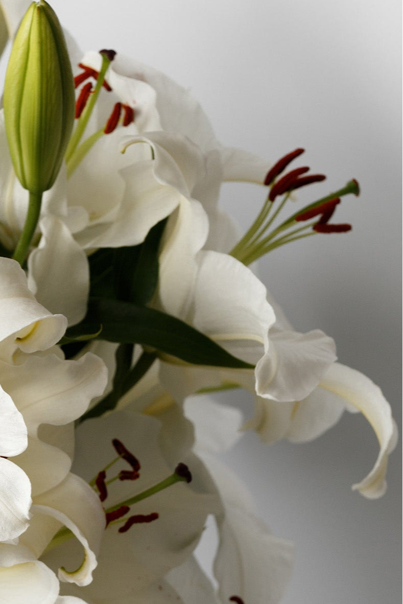 White lilies symbolizing sympathy