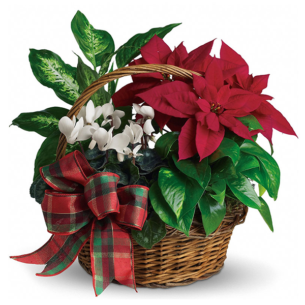 Holiday Poinsettia Basket 