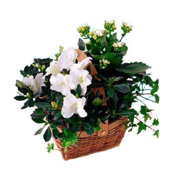 White Blooming Planter Basket 