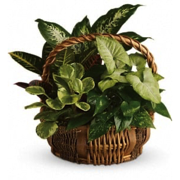 8" Planter Basket 