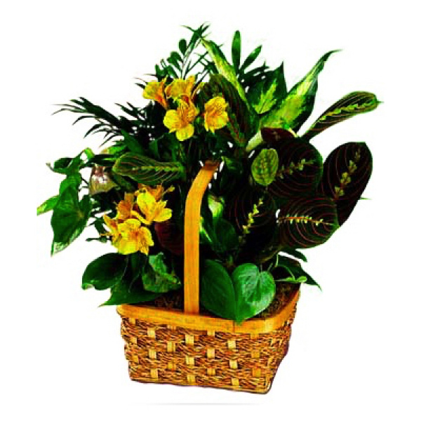 Yellow Blooming Planter Basket 